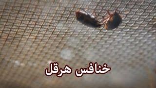 حيوانات - خنافس هرقل