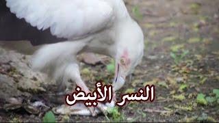 حيوانات - النسر الأبيض