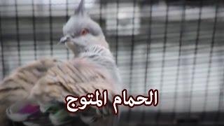 حيوانات - الحمام المتوج