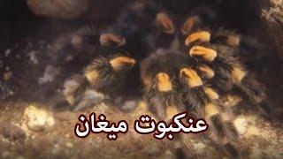 حيوانات - عنكبوت ميغان