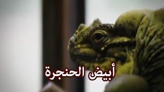 حيوانات - أبيض الحنجرة