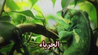 حيوانات - الحرباء