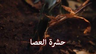 حيوانات - حشرة العصا