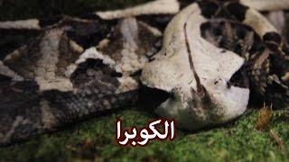 حيوانات - الكوبرا