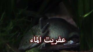 حيوانات - عفريت الماء