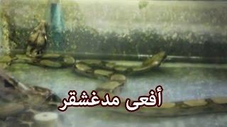 حيوانات - أفعى مدغشقر