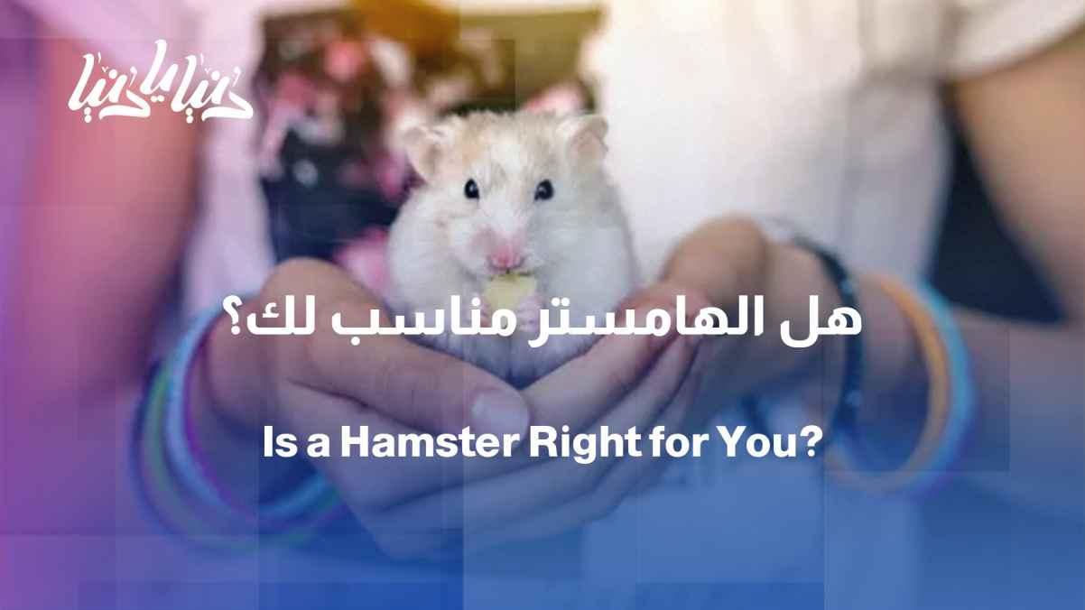 Before you get a hamster... what should you know?