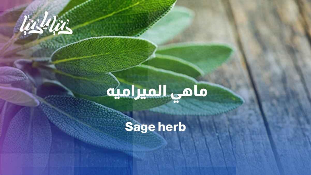 Sage: More than just a flavor for tea
