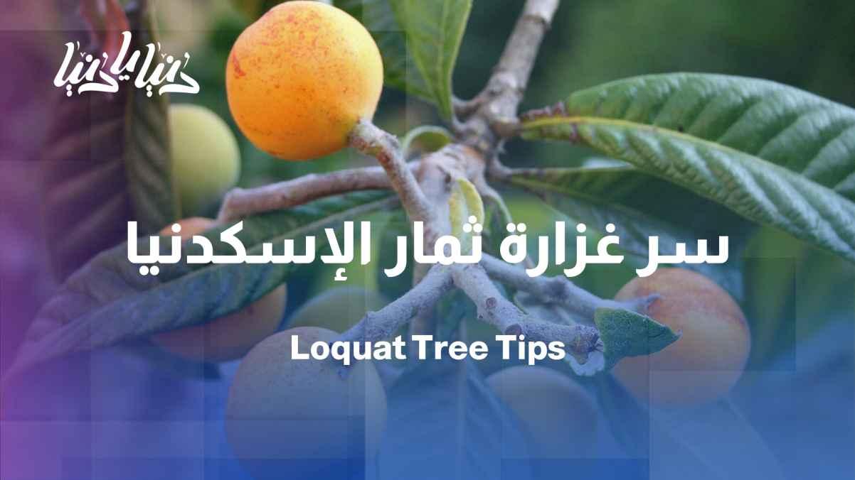 Simple steps for a more fruitful loquat