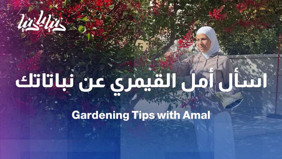 An open forum for your agricultural questions with engineer Amal Al-Qaimari