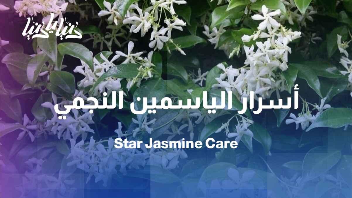 The magic of the climbing white... the story of star jasmine
