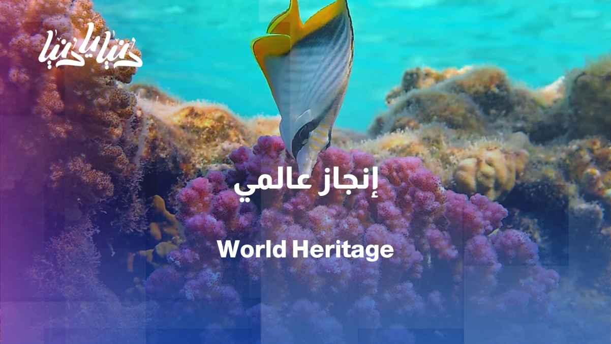 UNESCO designates Aqaba Marine Reserve a World Heritage Site at the 48th Asian Games in Korea
