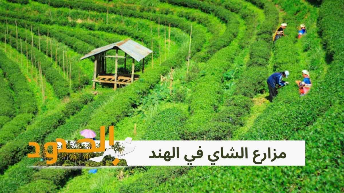 Tea plantations in India