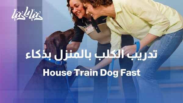 From the couch to the bathroom… how do we train our dog?