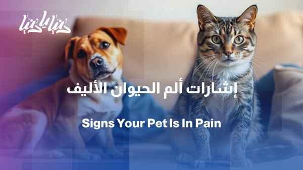 From changes in behavior to loss of appetite... how does an animal express its pain?