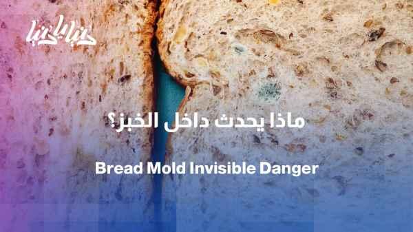 What happens inside bread when mold appears on it?