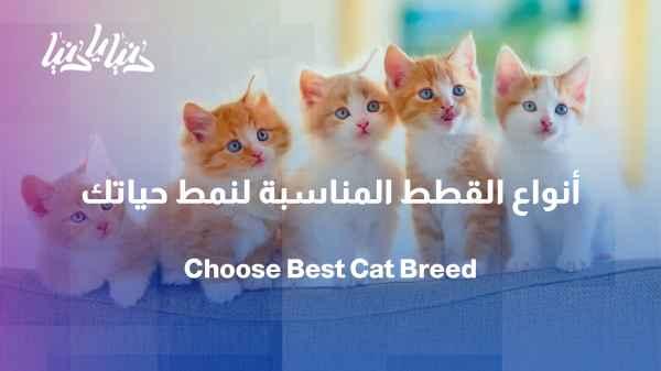 Not all cats are the same... Which type suits your lifestyle?