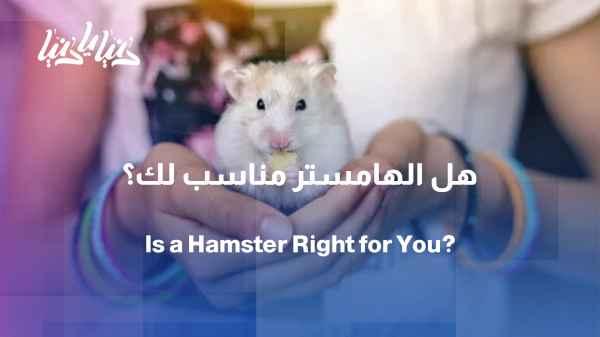 Before you get a hamster... what should you know?