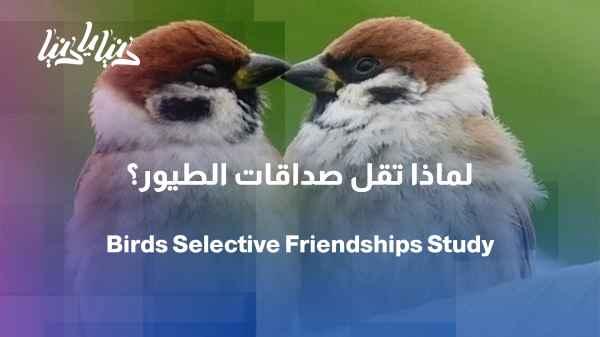 Like humans, why do birds' friendships diminish with age?