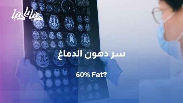 Study: Expert: The brain is the fattiest organ in the body, up to 60%.