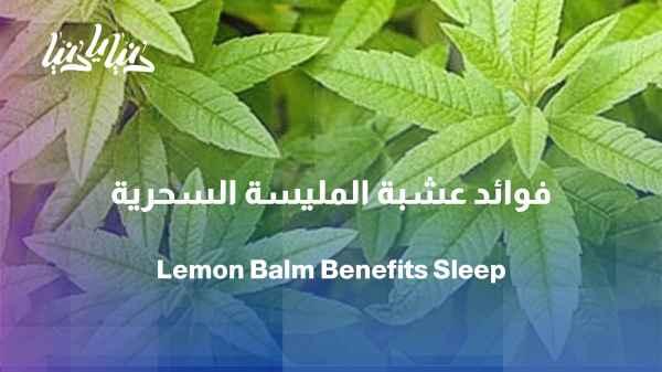 Lemon balm: The herb of calmness, sleep, and colon comfort