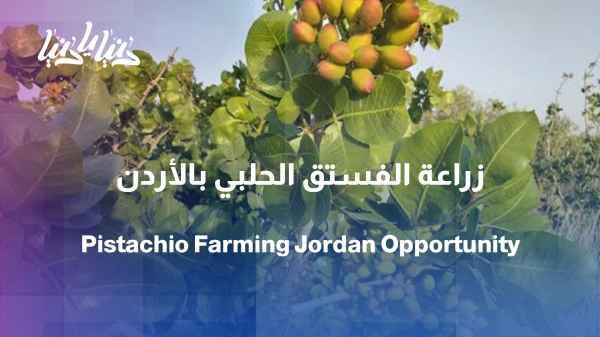 Pistachios - a Jordanian crop with promising future opportunities