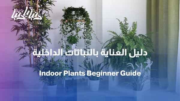 How to care for your plant from day one? A beginner's guide to indoor plants