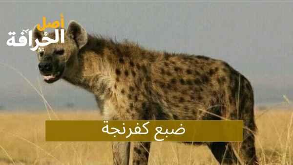 Hyena of Kufranja