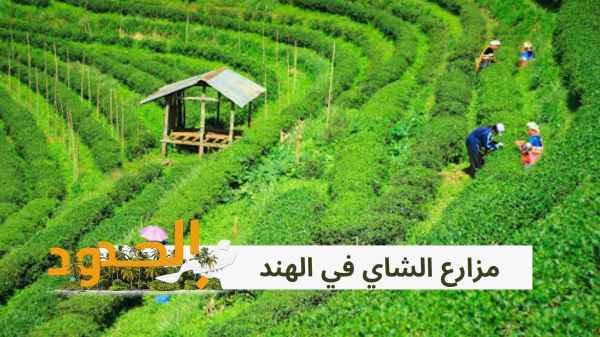 Tea plantations in India